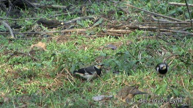 Black-collared Starling - ML201353611