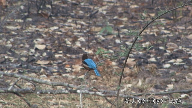 White-throated Kingfisher - ML201353621