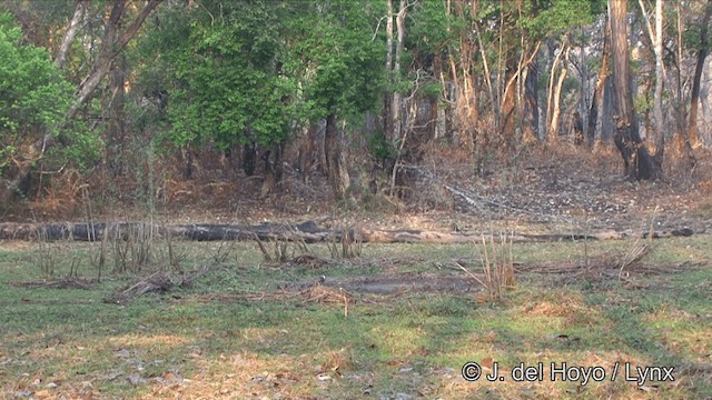 Martin-chasseur de Smyrne - ML201353631