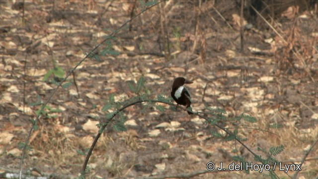 White-throated Kingfisher - ML201353641