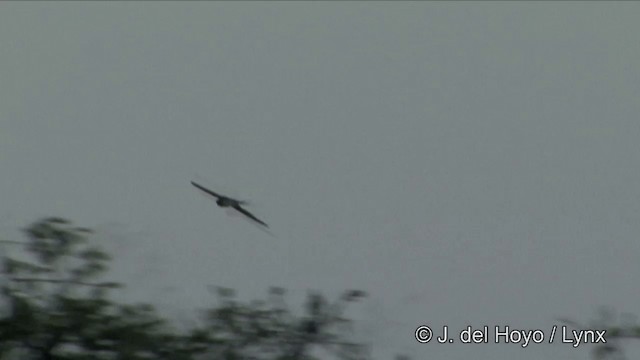 Crested Treeswift - ML201353661