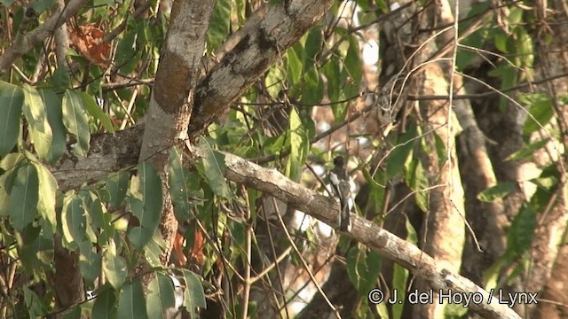 Bar-winged Flycatcher-shrike - ML201353671