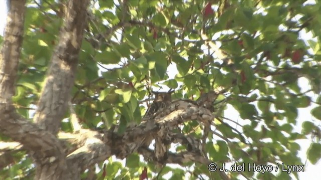 Brown Fish-Owl (Eastern) - ML201353681