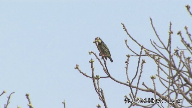 Coppersmith Barbet - ML201353691