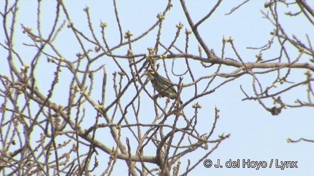 Coppersmith Barbet - ML201353701