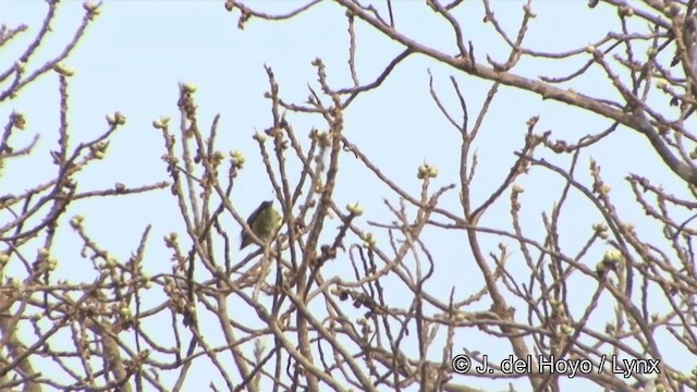 Al Göğüslü Barbet - ML201353711