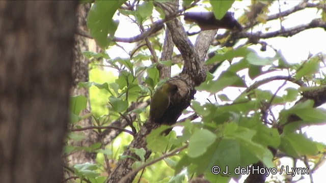 Lesser Yellownape - ML201353731