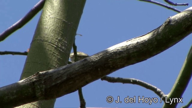 Cuclillo Menudo (rufomerus/salvadorii) - ML201353741