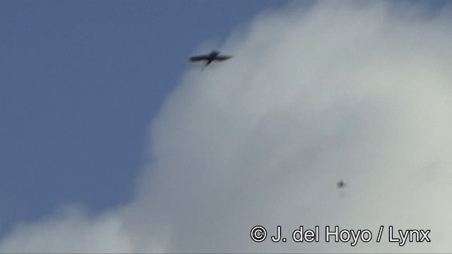 Spotted Kestrel - ML201353751