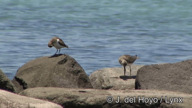 Gray-tailed Tattler - ML201353761