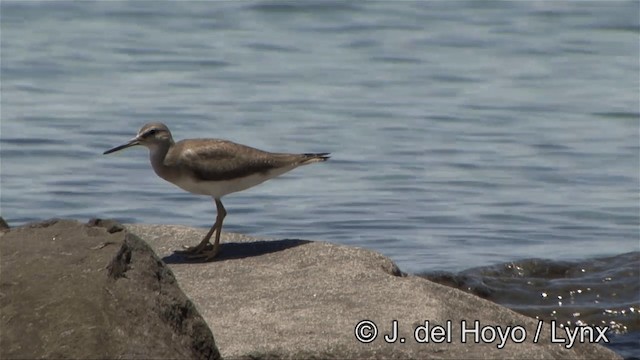 Gray-tailed Tattler - ML201353781