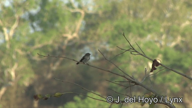 Gray-streaked Flycatcher - ML201353801