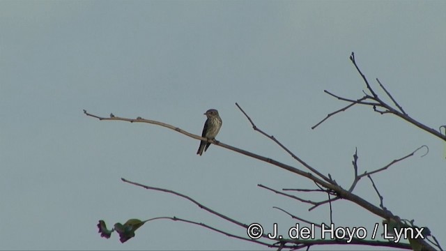 Papamoscas Estriado - ML201353811