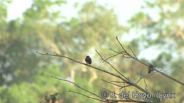 Gray-streaked Flycatcher - ML201353821