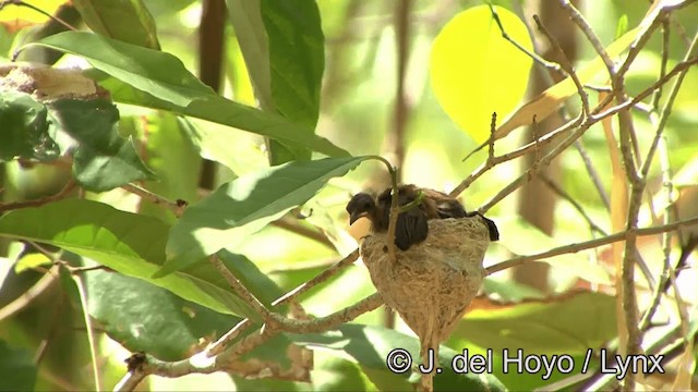 Supertramp Fantail - ML201353851