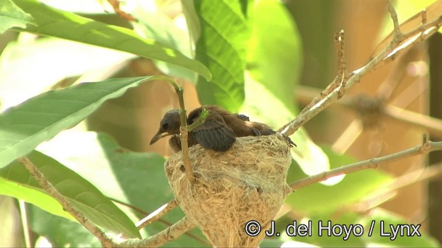 Supertramp Fantail - ML201353861