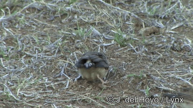 Zebra Finch (Lesser Sundas) - ML201353881