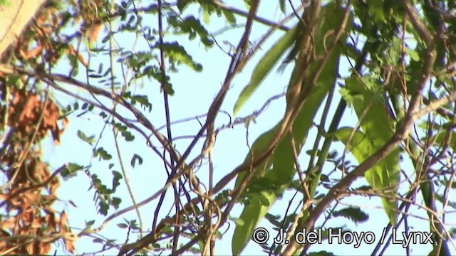 Ashy-bellied White-eye - ML201353921