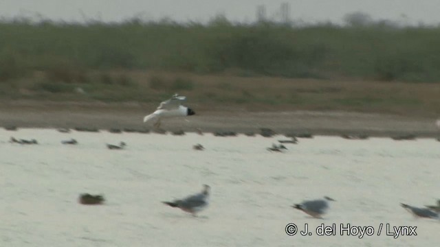 Pallas's Gull - ML201353971