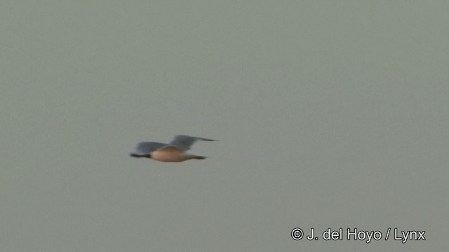 Pallas's Gull - ML201353981