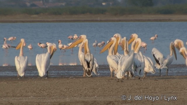 Great White Pelican - ML201354021