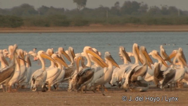 Great White Pelican - ML201354031