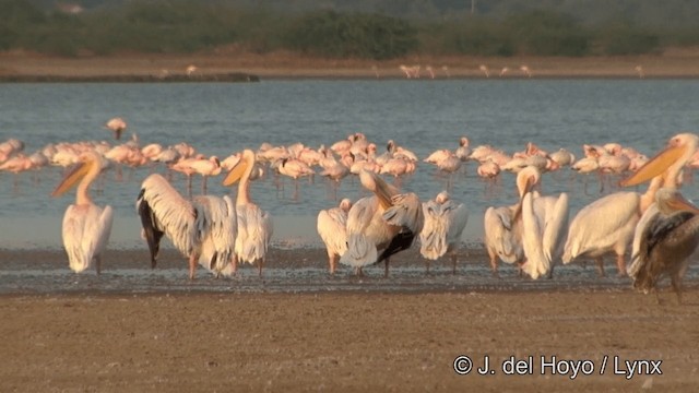 Great White Pelican - ML201354041