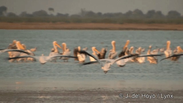 pelikán bílý - ML201354061