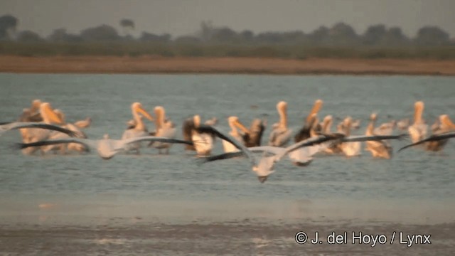 Great White Pelican - ML201354061