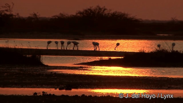 Lesser Flamingo - ML201354071