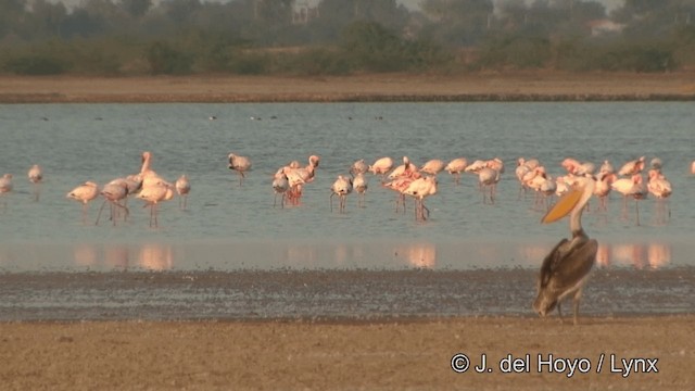 Flamenko txikia - ML201354081