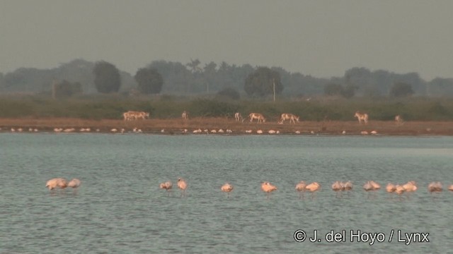 Zwergflamingo - ML201354111