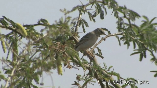 Tawny Pipit - ML201354181