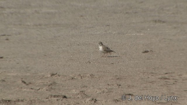 Sand Lark - ML201354191