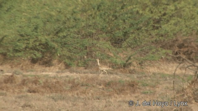 drop obojkový - ML201354201