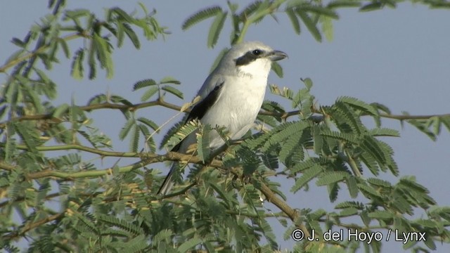 Great Gray Shrike (Indian) - ML201354221