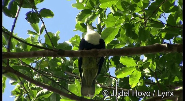 holub černohřbetý - ML201354291