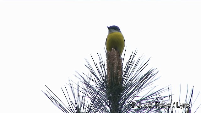 Gray-chinned Minivet (Gray-chinned) - ML201354431