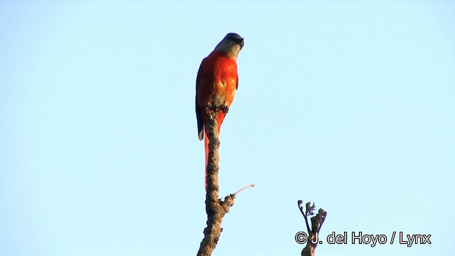 Minivet mandarin (groupe solaris) - ML201354551