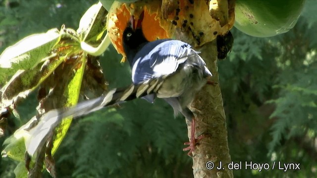 Taiwan Blue-Magpie - ML201354601