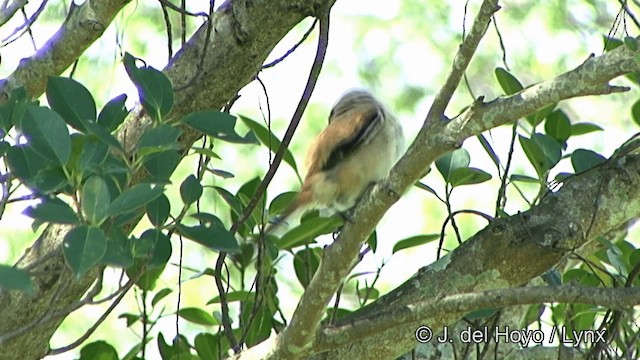 ťuhýk královský (ssp. schach) - ML201354651