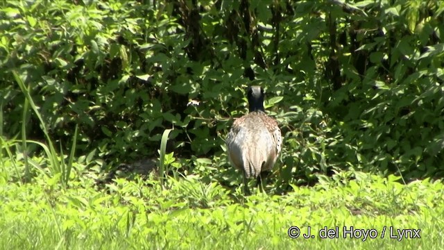 Ring-necked Pheasant - ML201354731