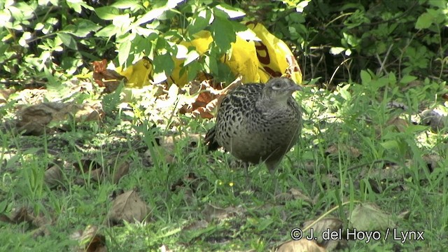 Ring-necked Pheasant - ML201354781