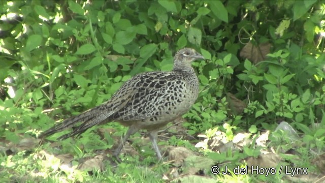 Ring-necked Pheasant - ML201354791