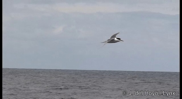 Great Crested Tern - ML201354991