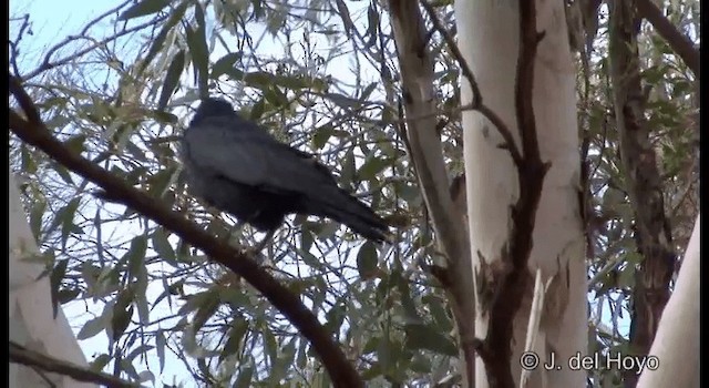Little Raven - ML201355031