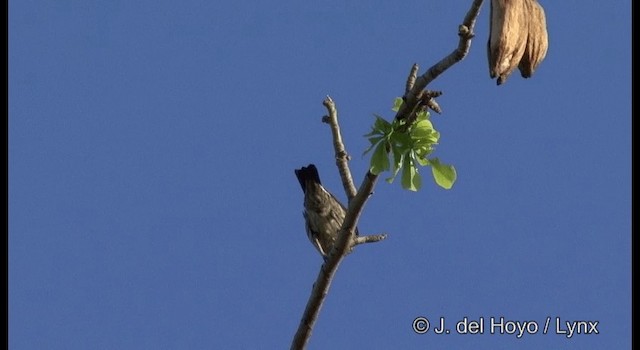 Singing Starling - ML201355071