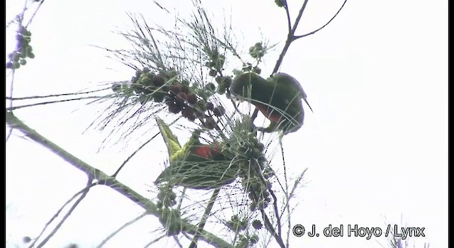 Coconut Lorikeet - ML201355111