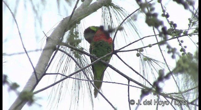 新幾內亞彩虹吸蜜鸚鵡 - ML201355121