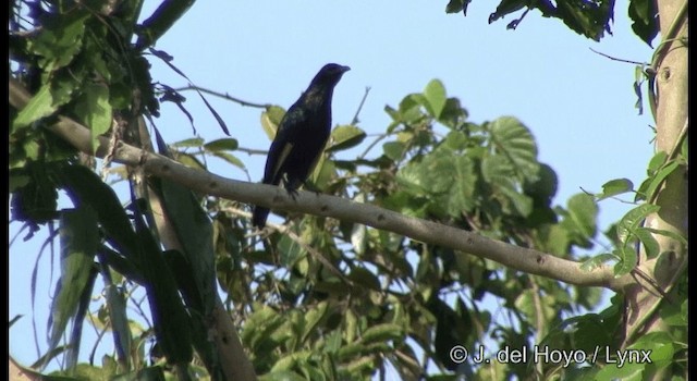 Brown-winged Starling - ML201355141